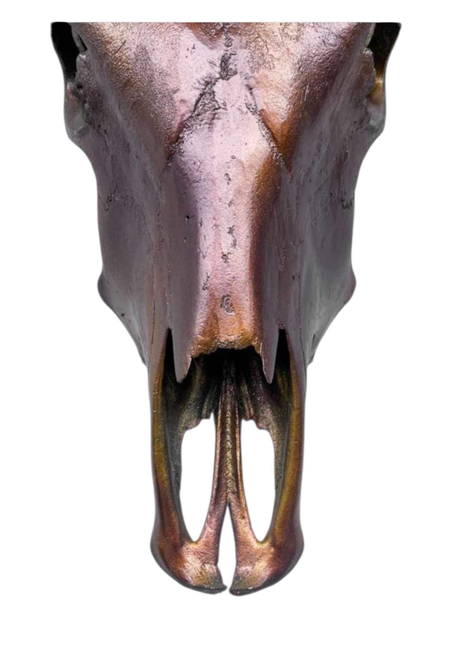 Stieren schedel- Metallic bruin