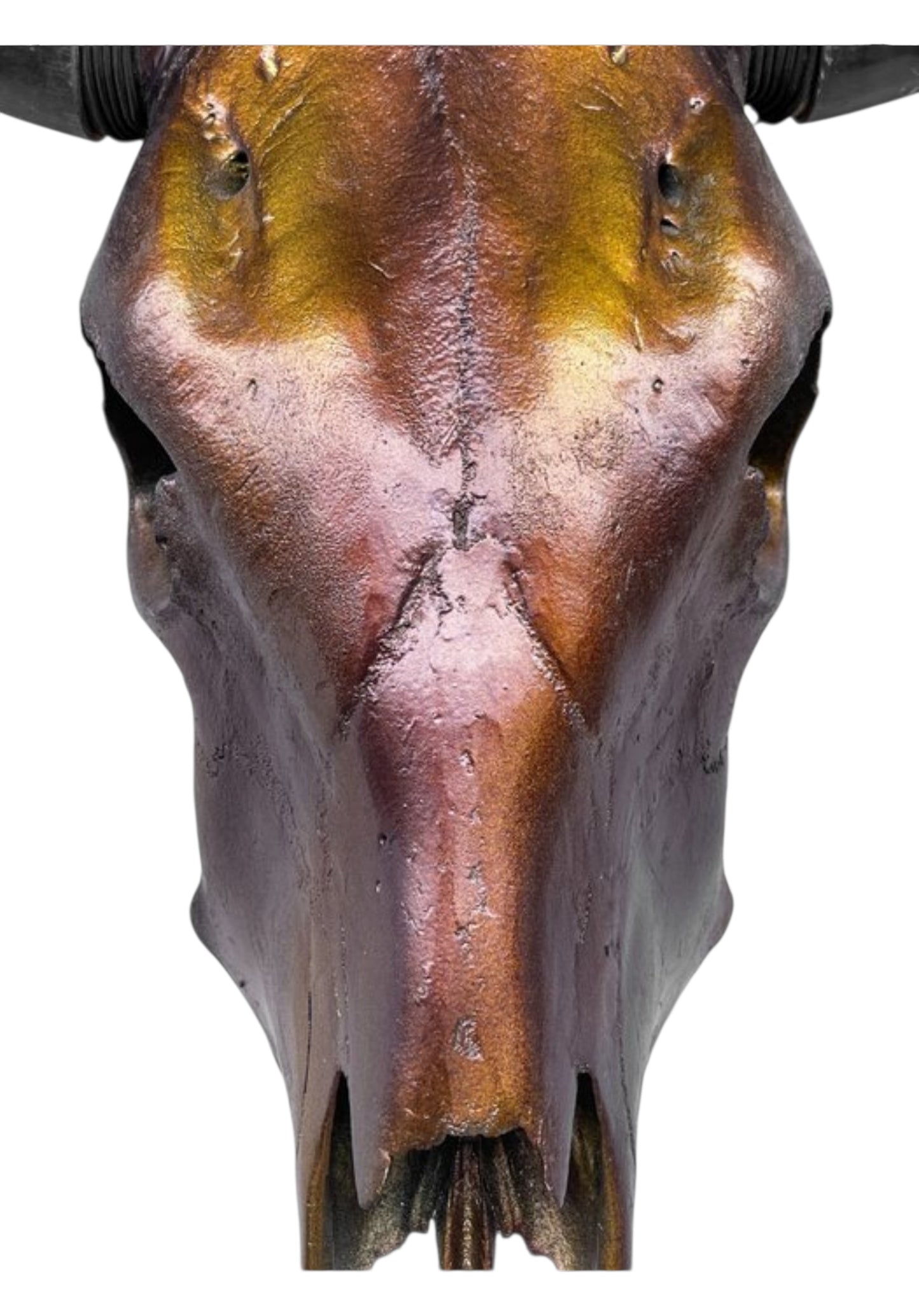 Stieren schedel- Metallic bruin