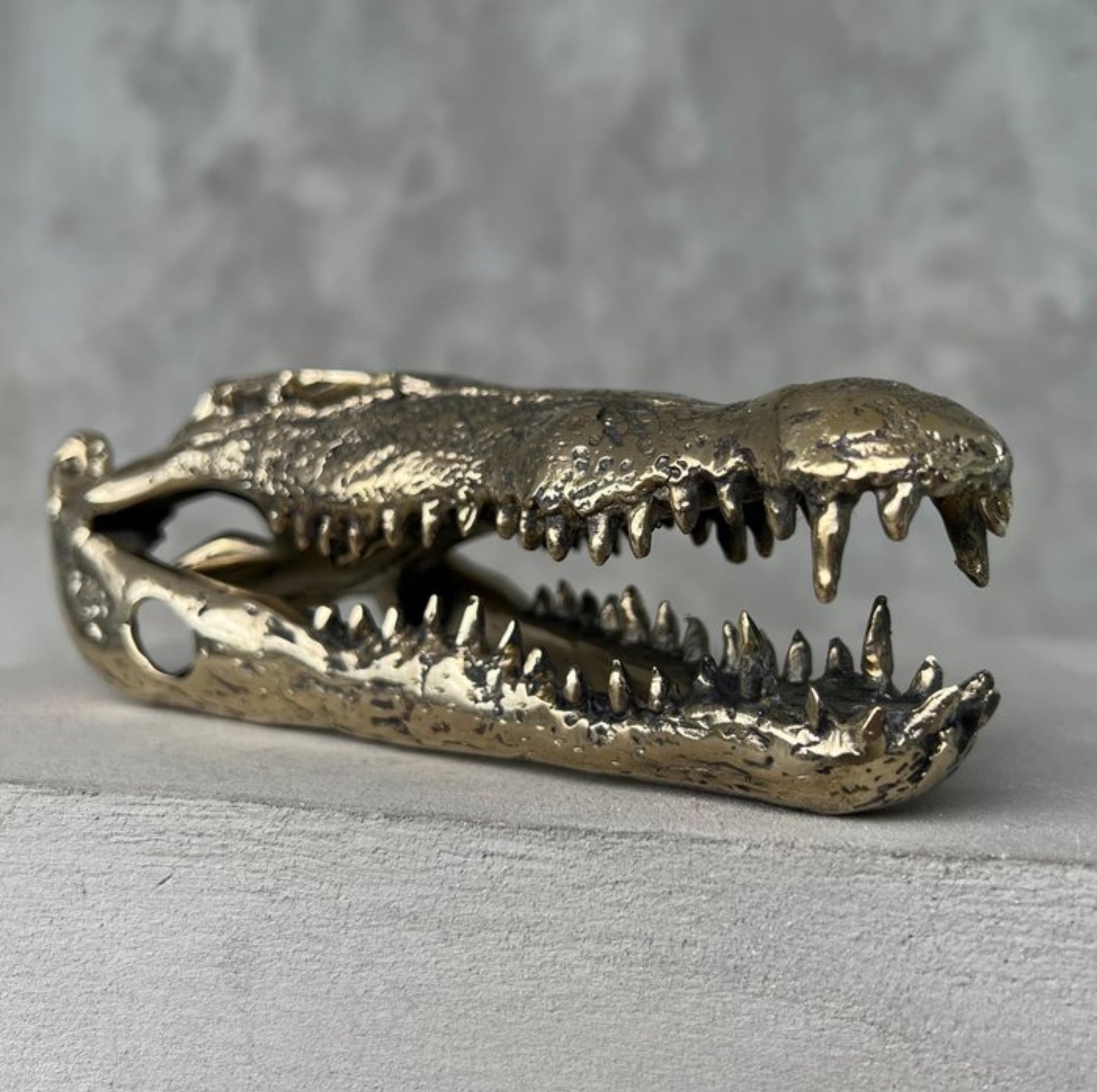Zoutwater krokodil skull