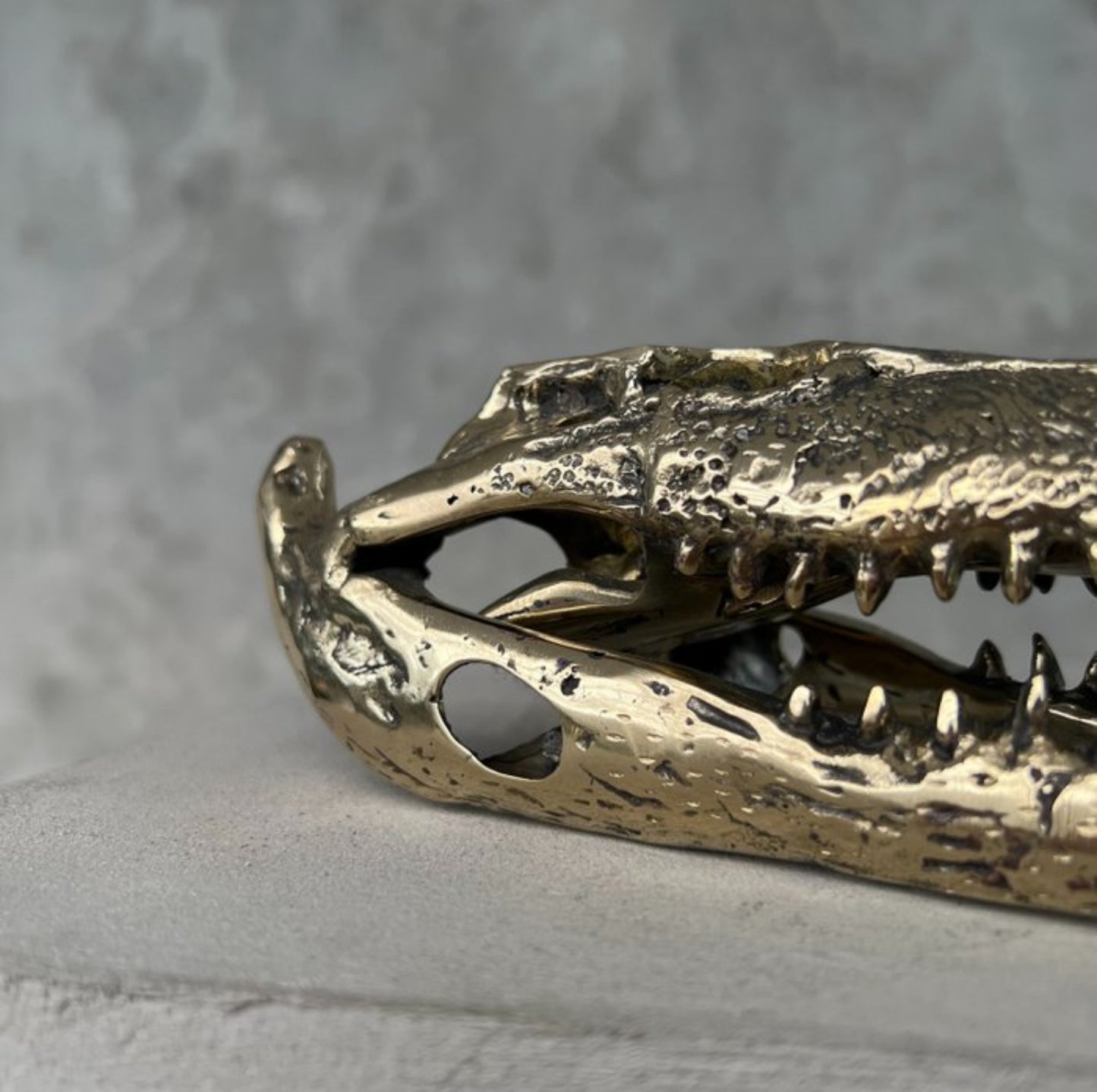 Zoutwater krokodil skull
