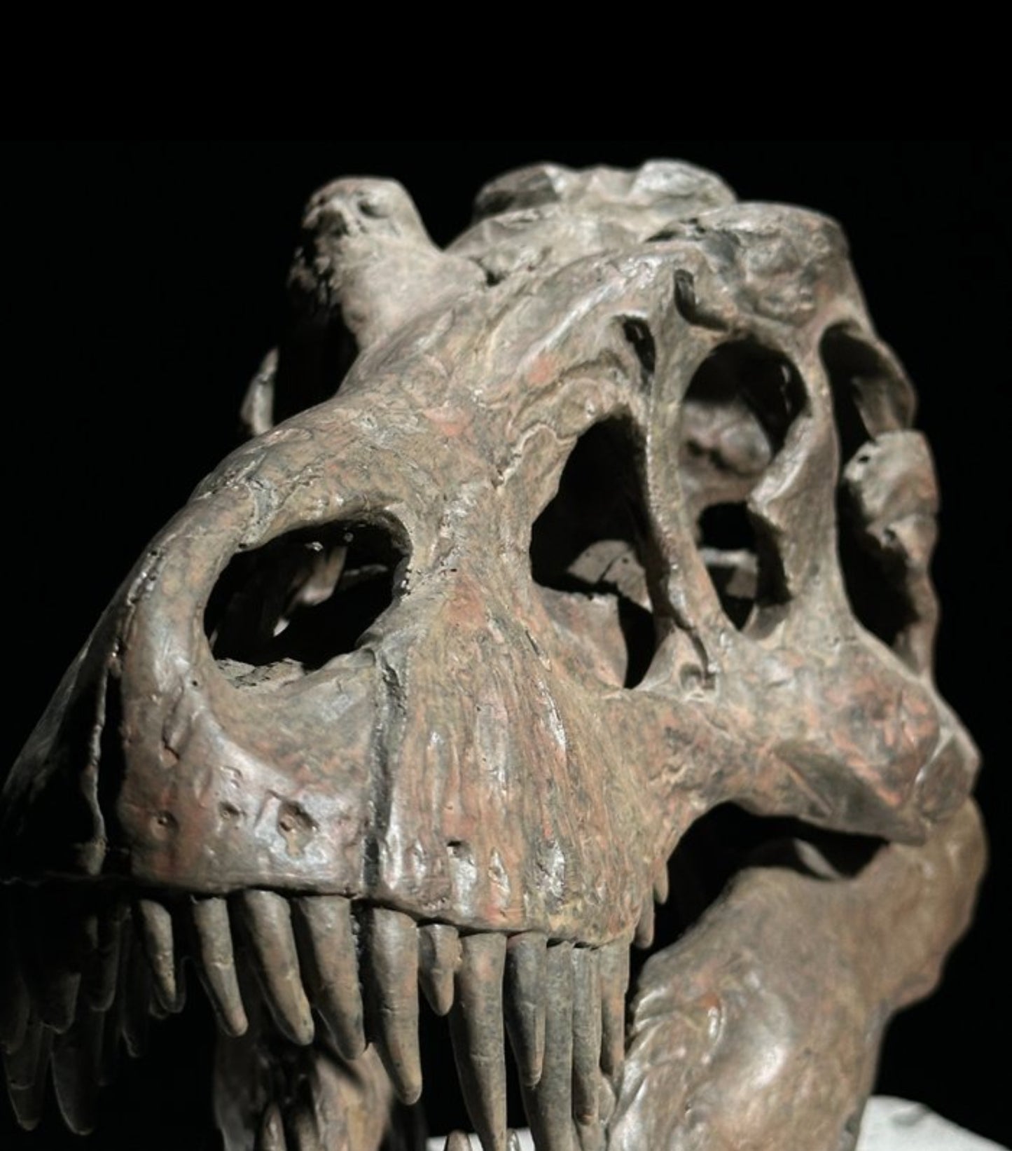 Replica Dinosaurus Schedel