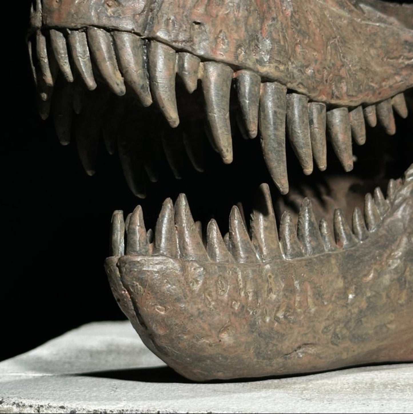 Replica Dinosaurus Schedel
