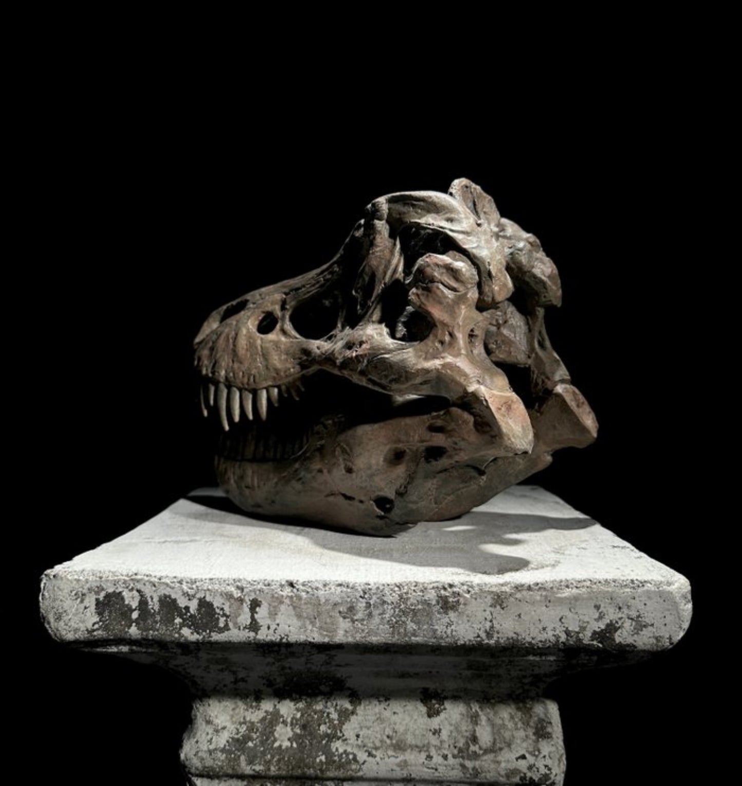 Replica Dinosaurus Schedel