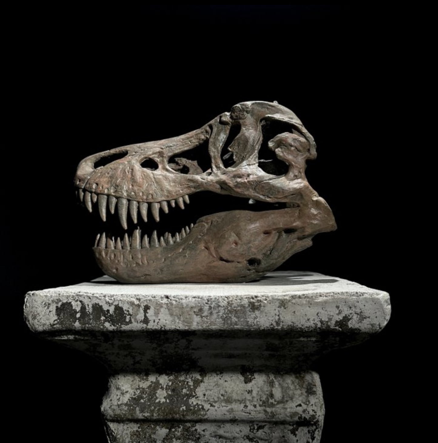 Replica Dinosaurus Schedel