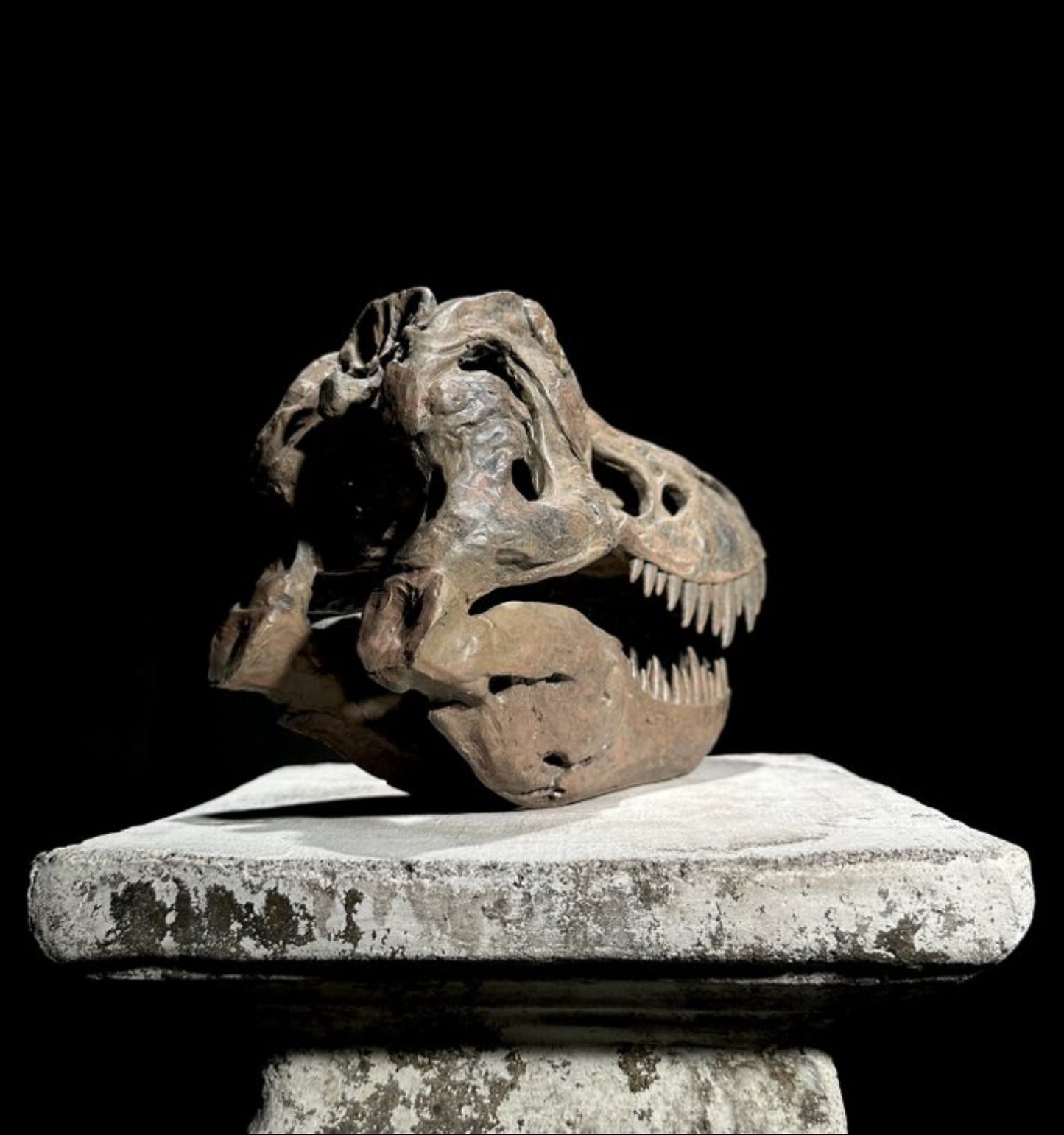 Replica Dinosaurus Schedel