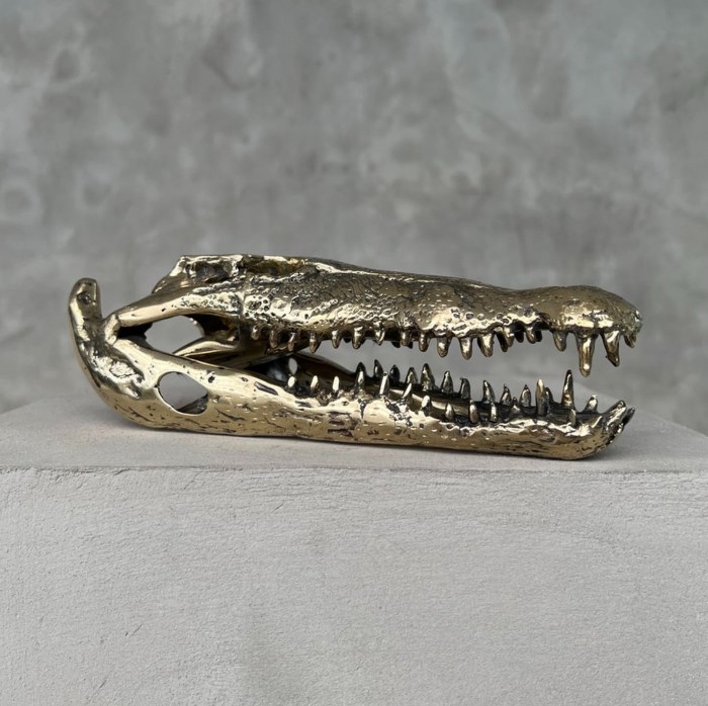 Zoutwater krokodil skull