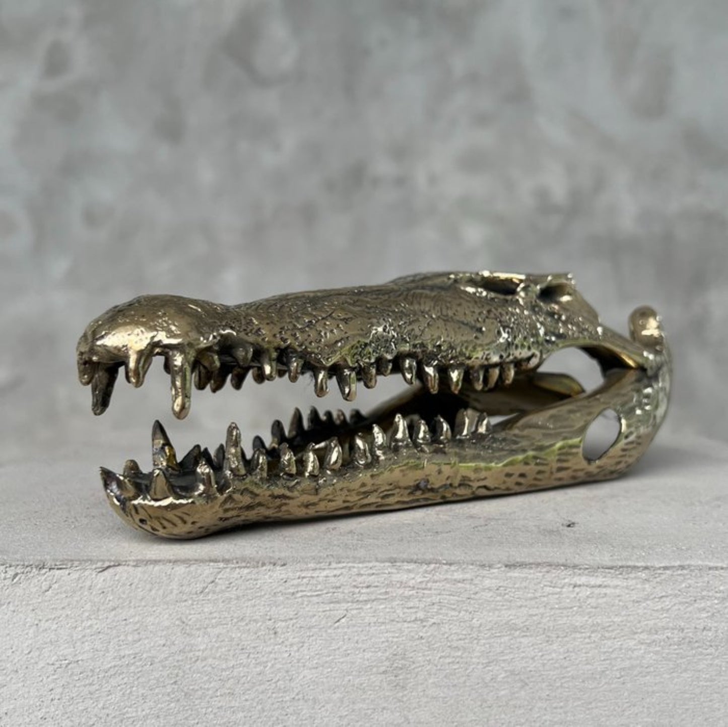 Zoutwater krokodil skull