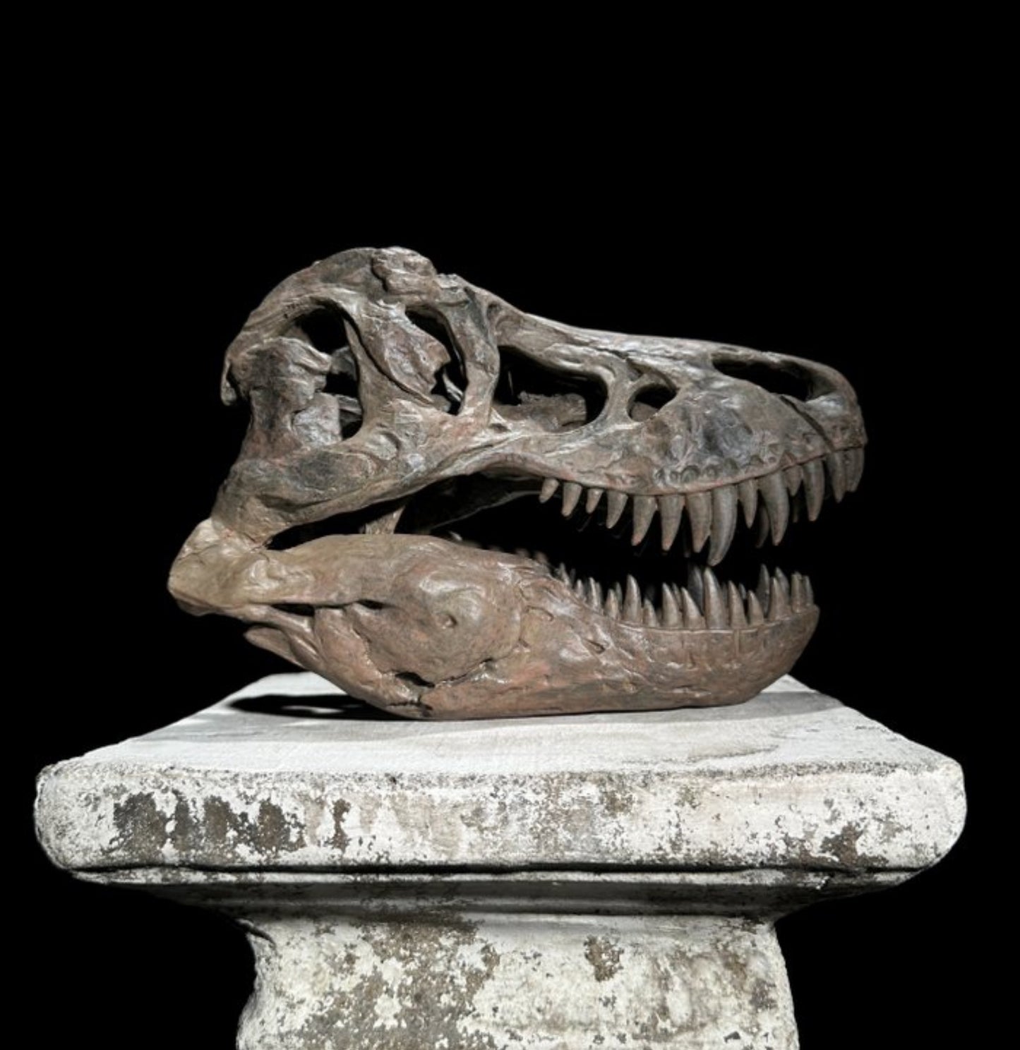 Replica Dinosaurus Schedel