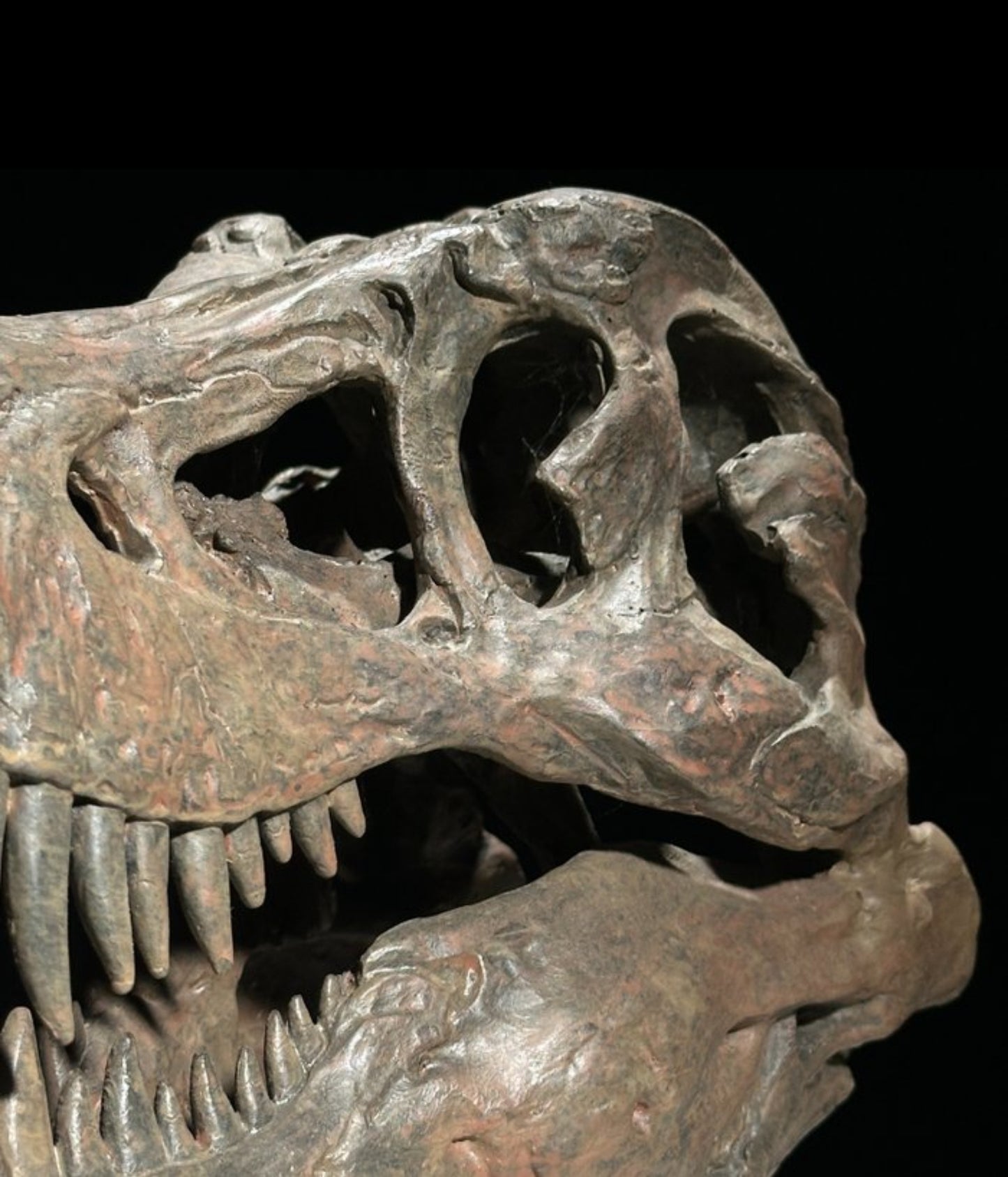 Replica Dinosaurus Schedel