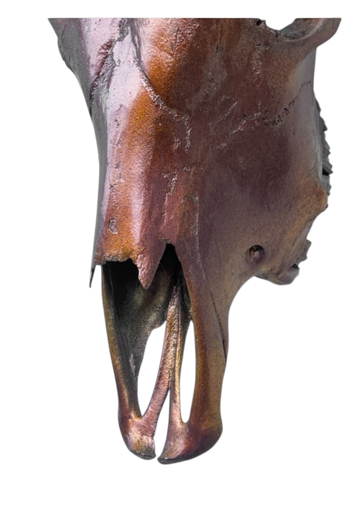 Stieren schedel- Metallic bruin