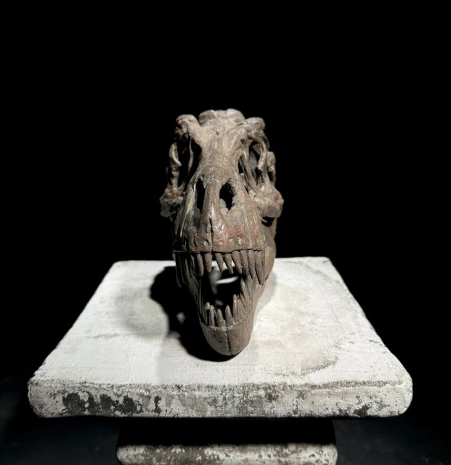 Replica Dinosaurus Schedel