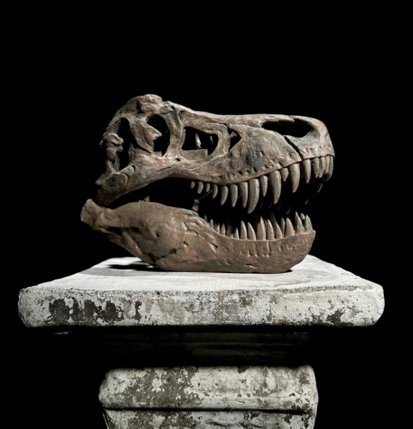Replica Dinosaurus Schedel
