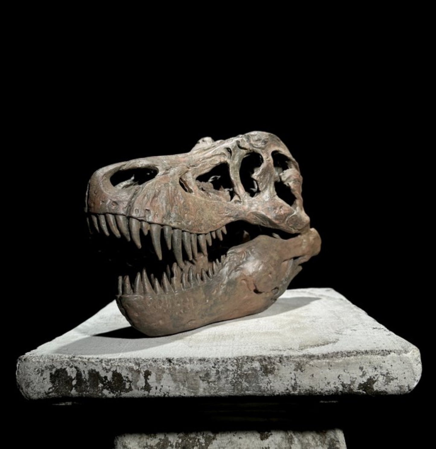 Replica Dinosaurus Schedel