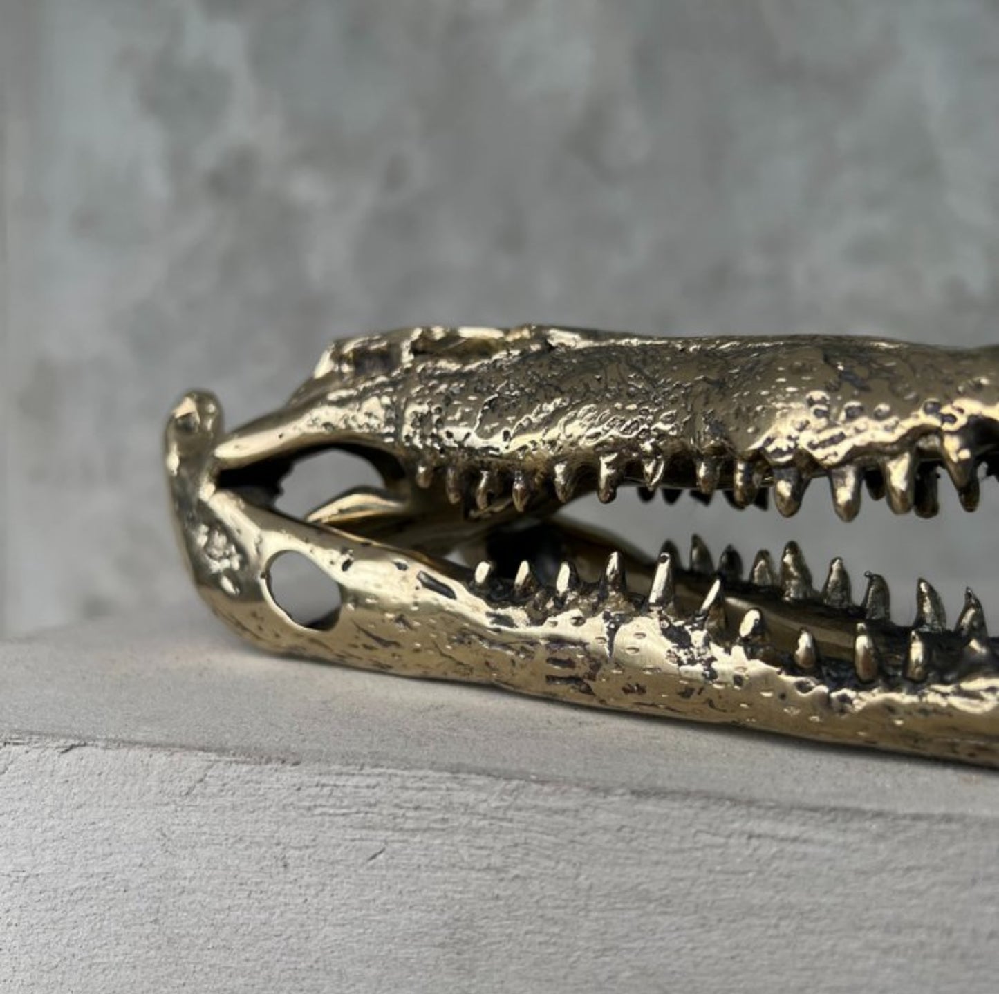 Zoutwater krokodil skull