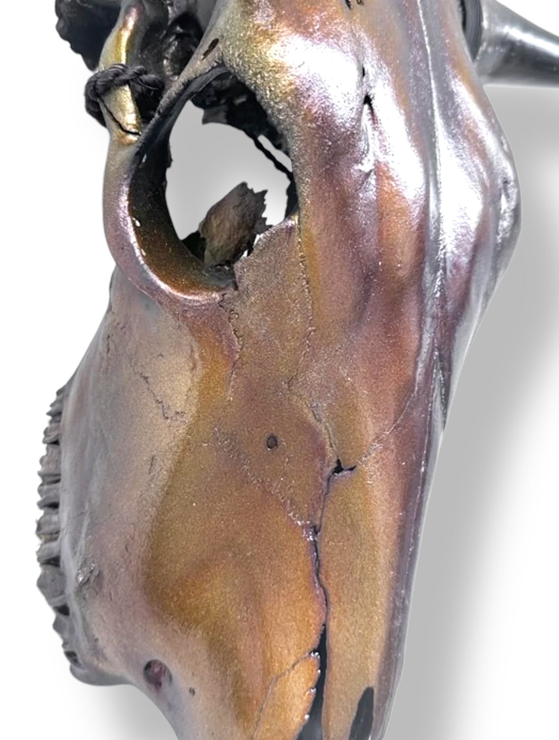 Stieren schedel metallic bruin