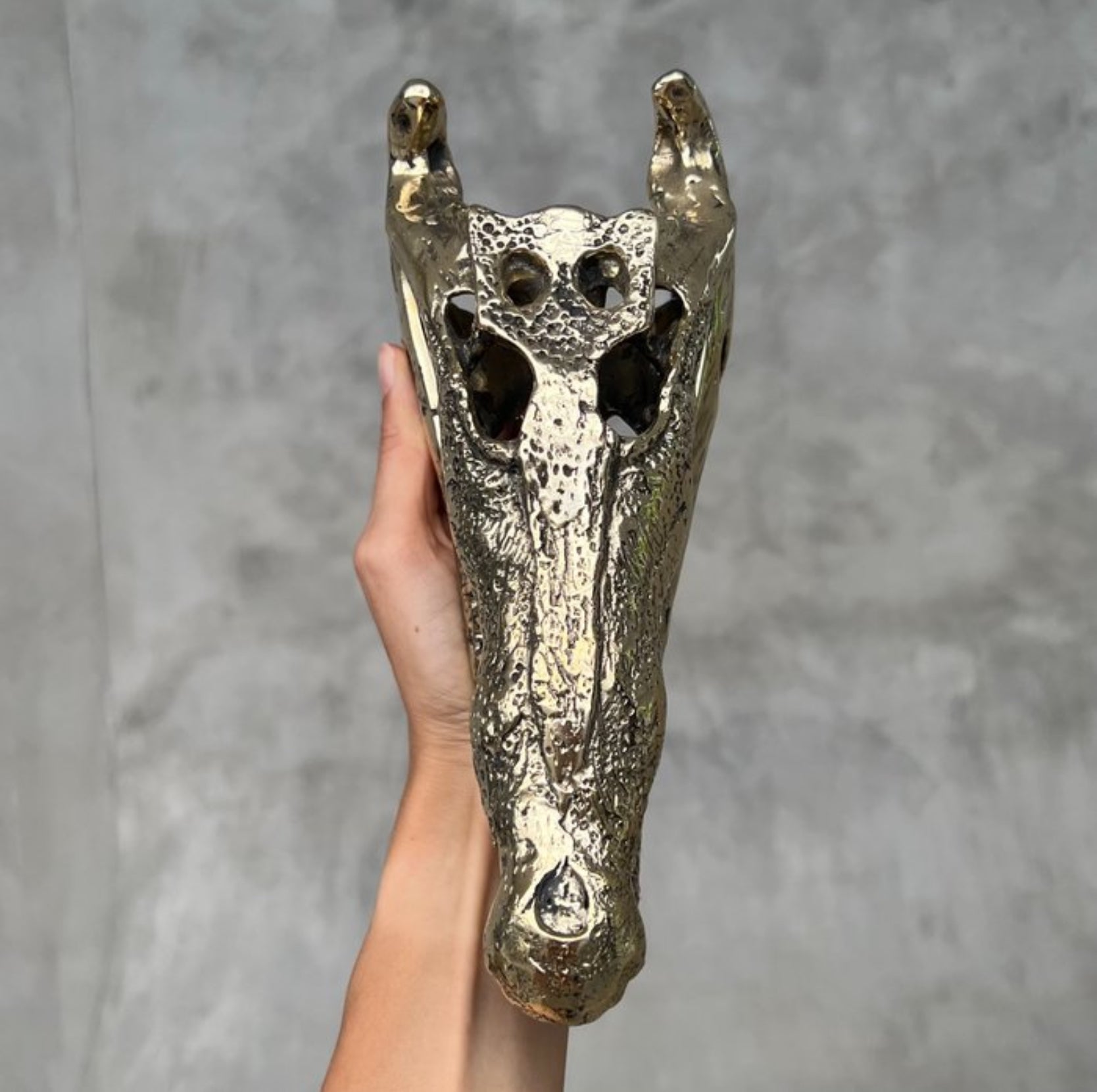 Zoutwater krokodil skull