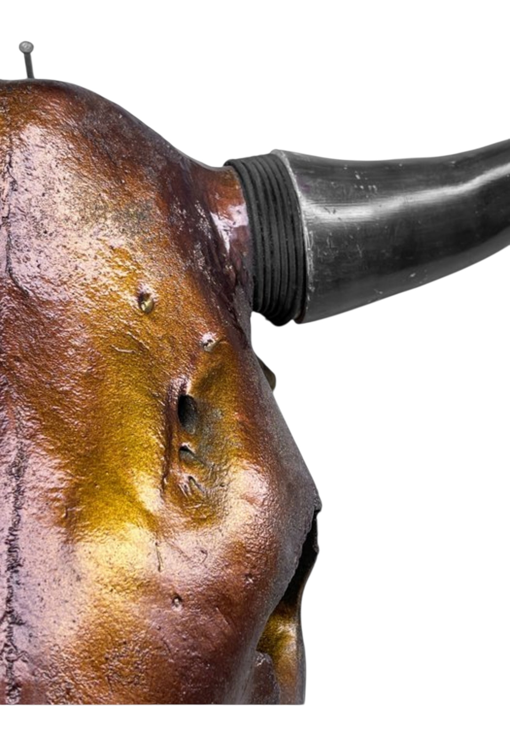 Stieren schedel- Metallic bruin