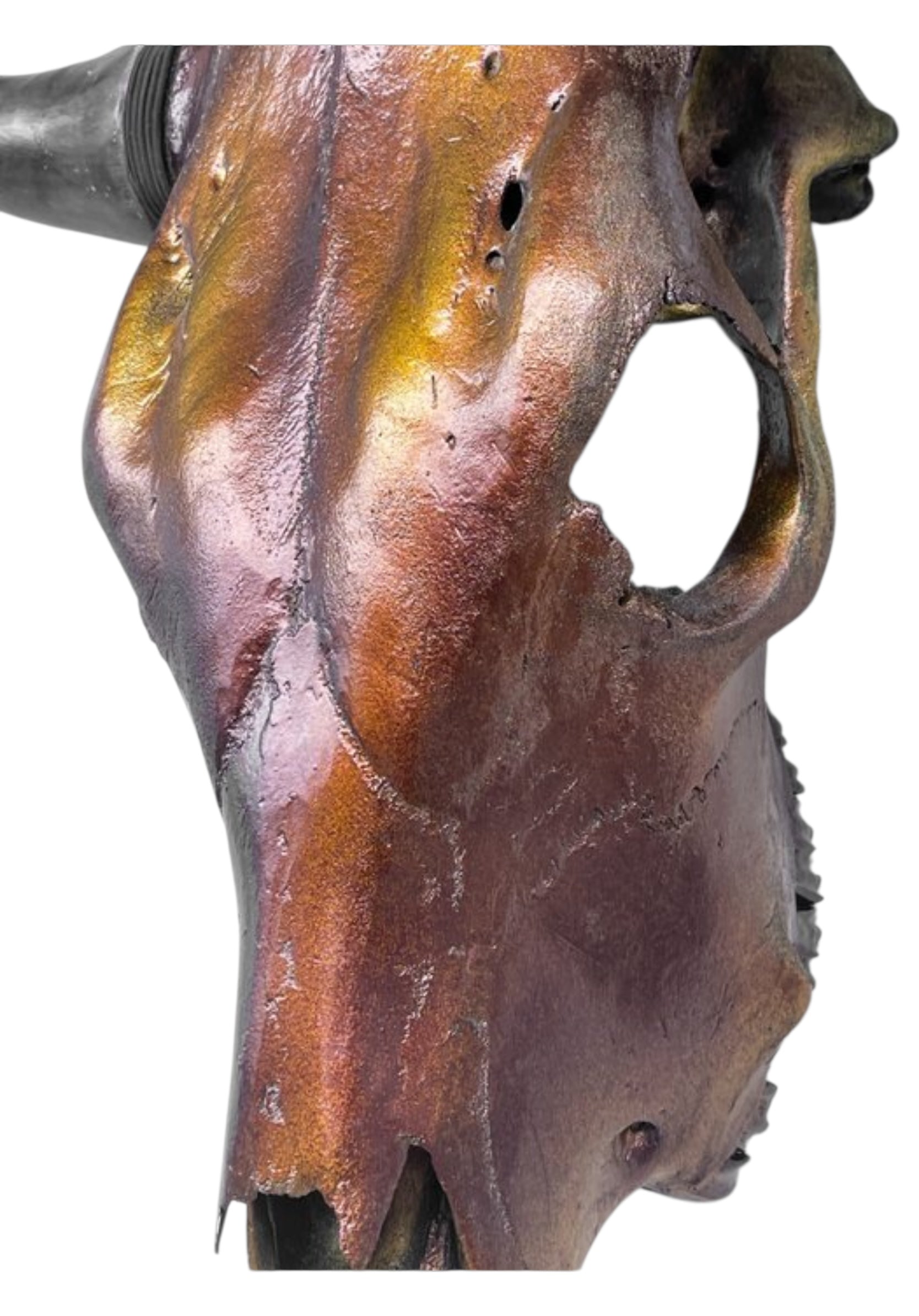 Stieren schedel- Metallic bruin