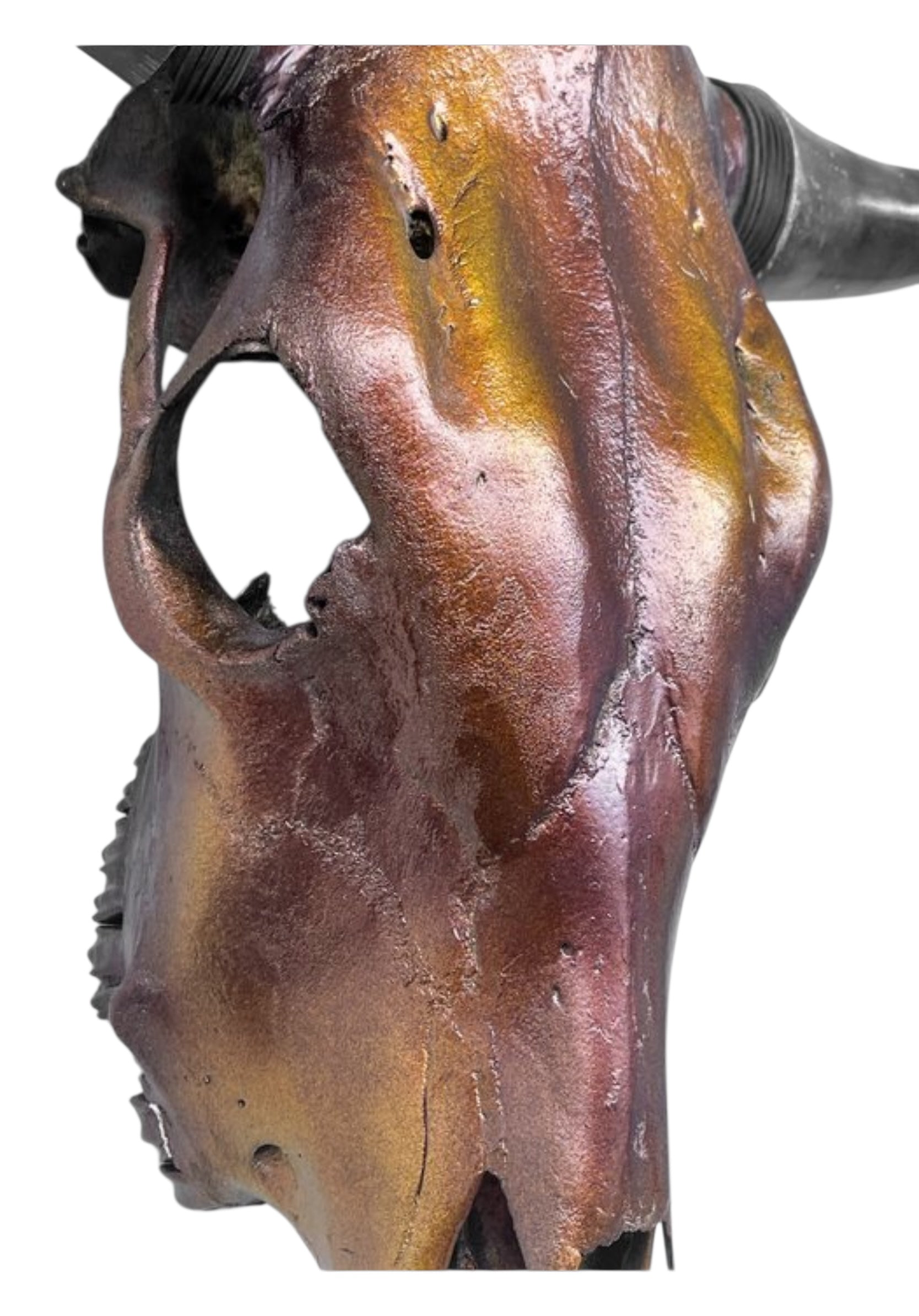 Stieren schedel- Metallic bruin