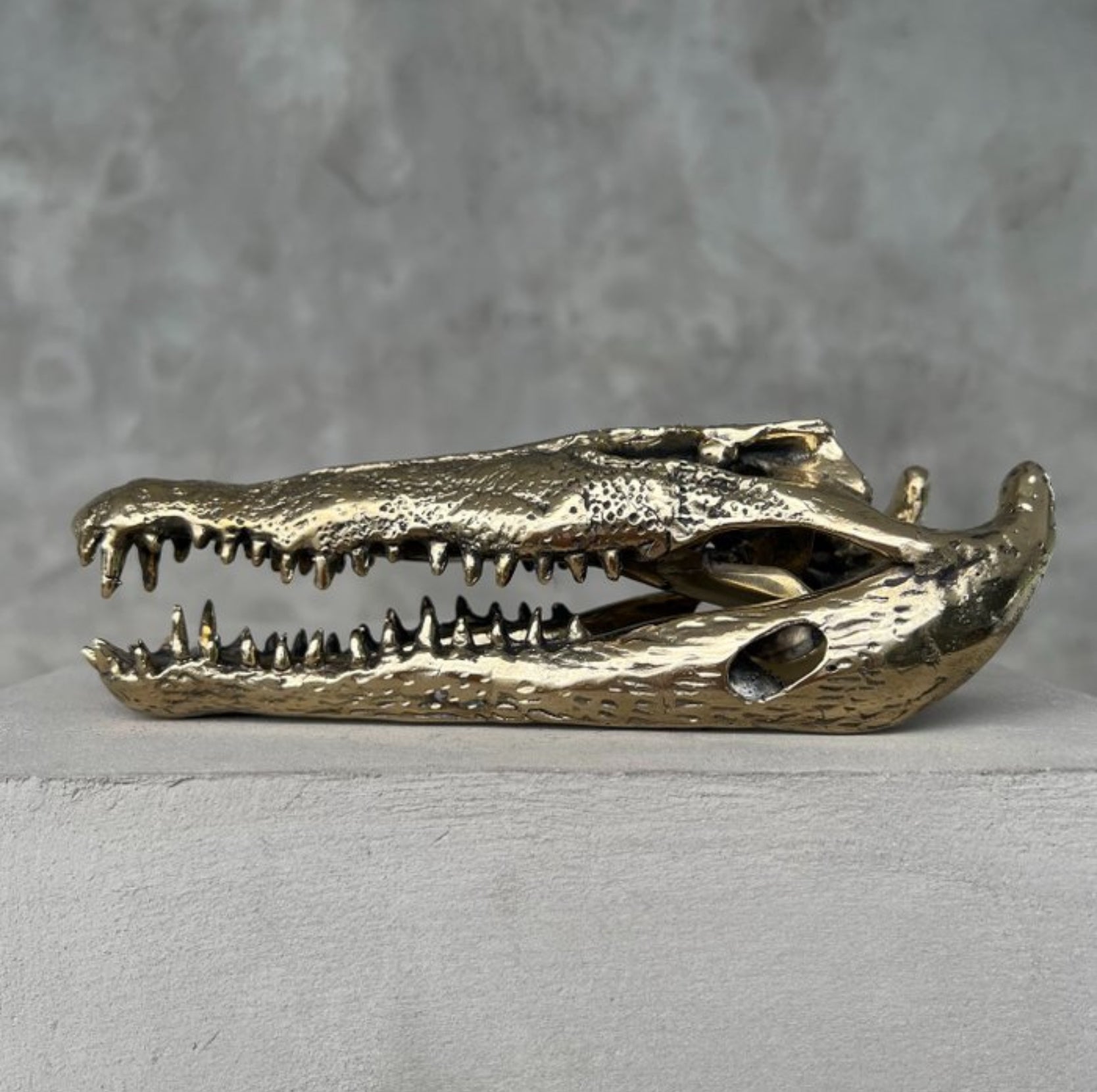 Zoutwater krokodil skull