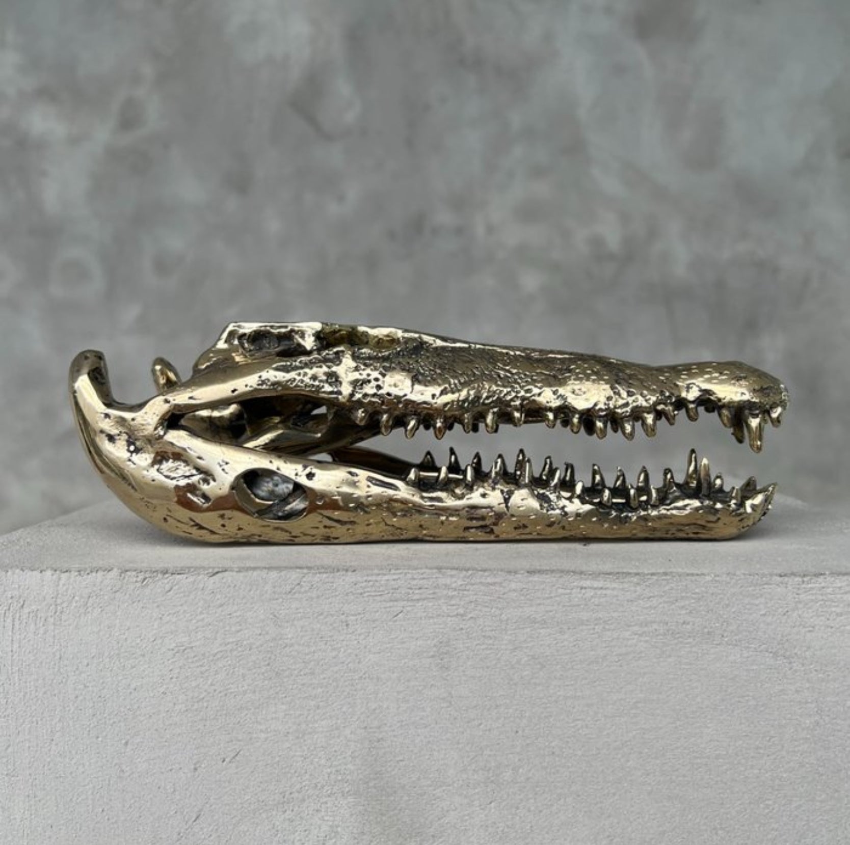 Zoutwater krokodil skull