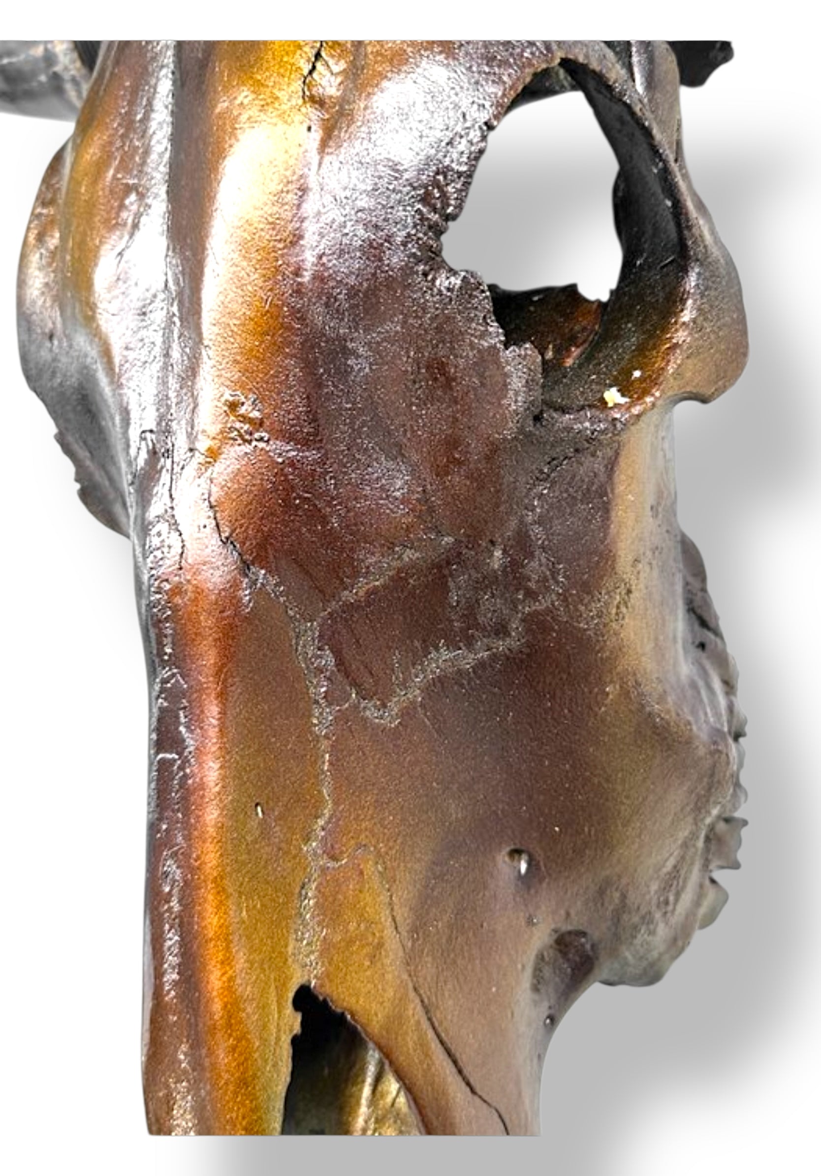 Stieren schedel metallic bruin