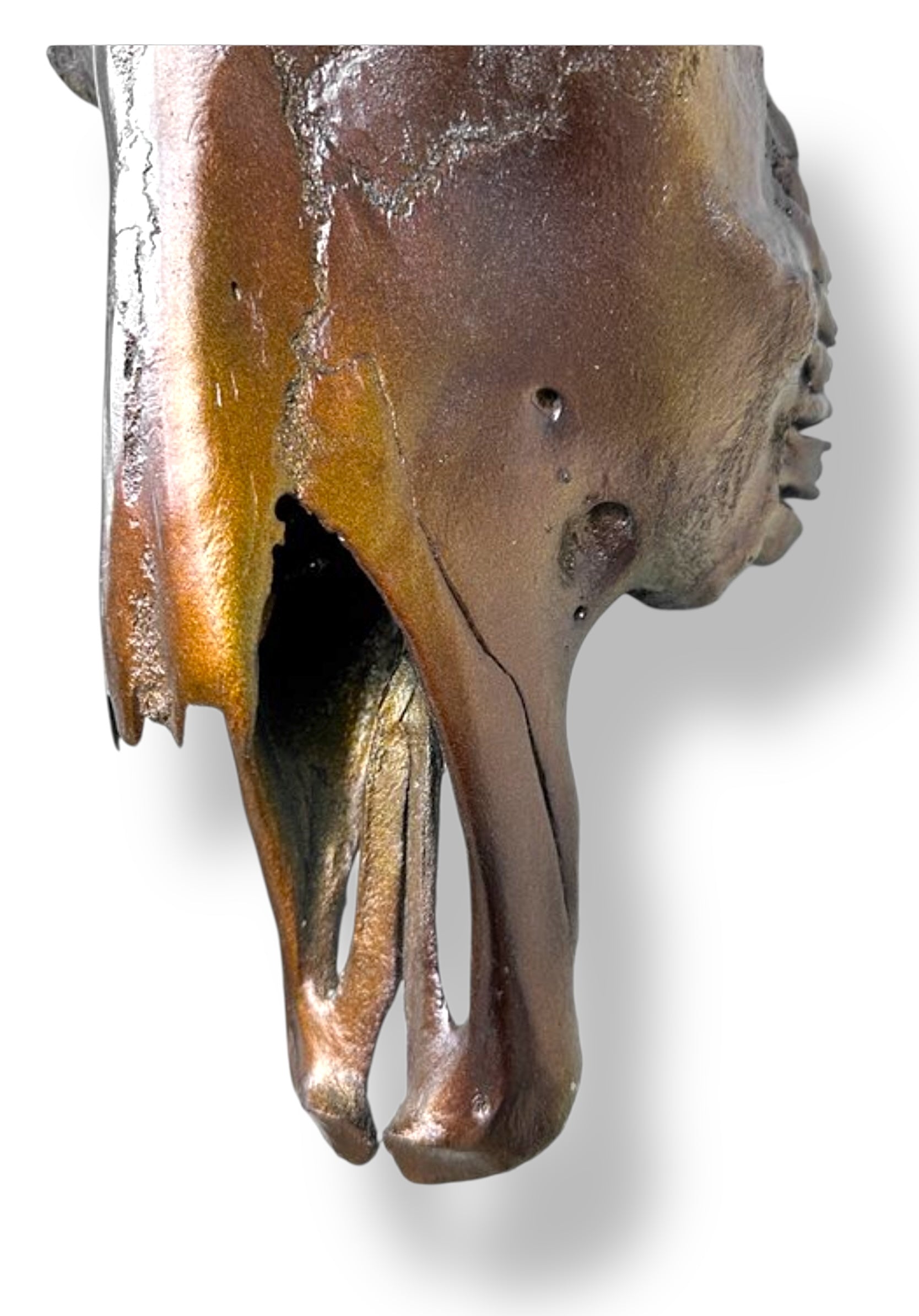 Stieren schedel metallic bruin