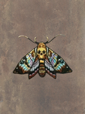 Moth patch