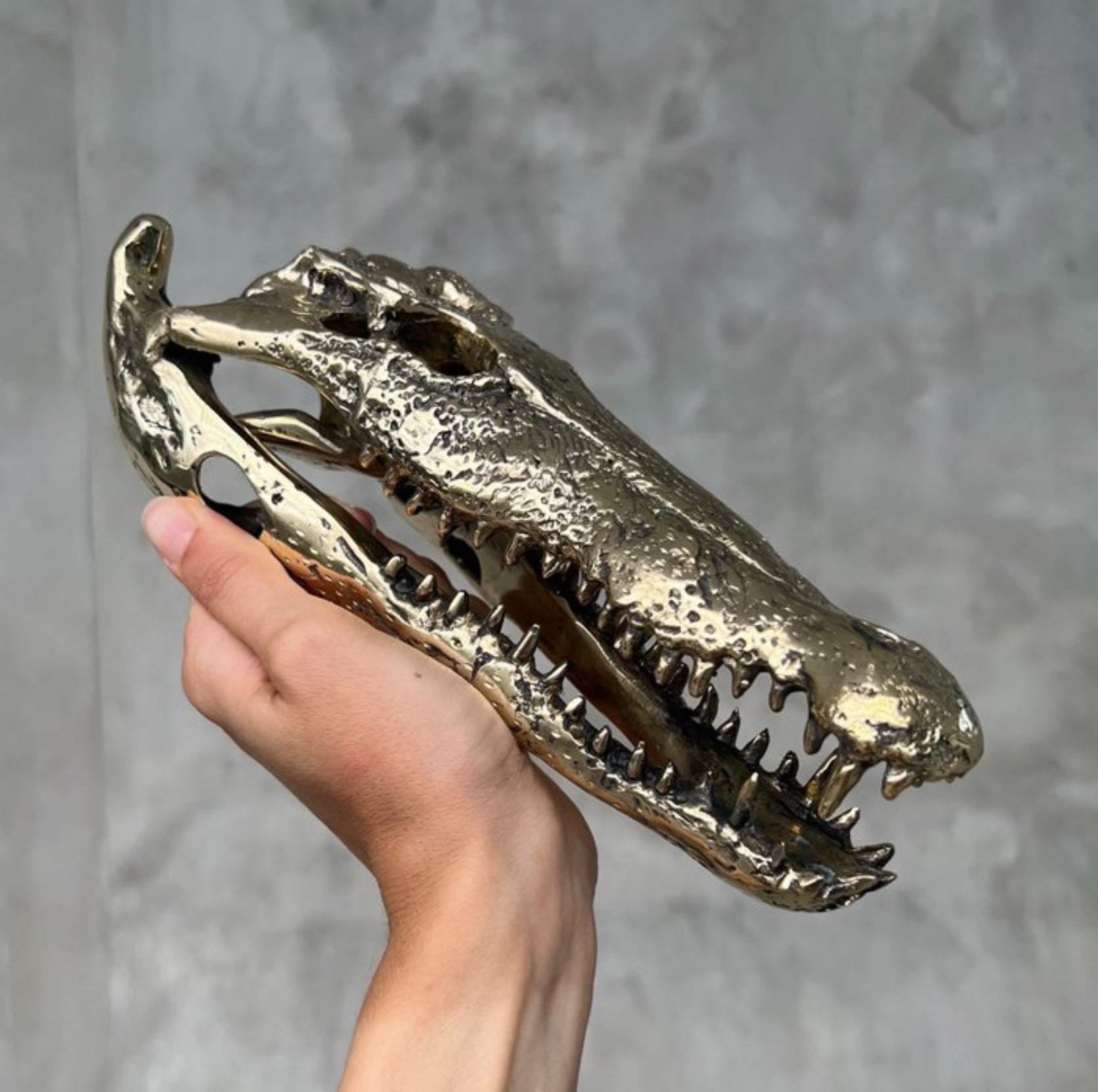 Zoutwater krokodil skull